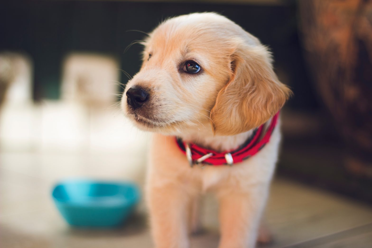 Comment voient les chiens découvrez la vision des canidés