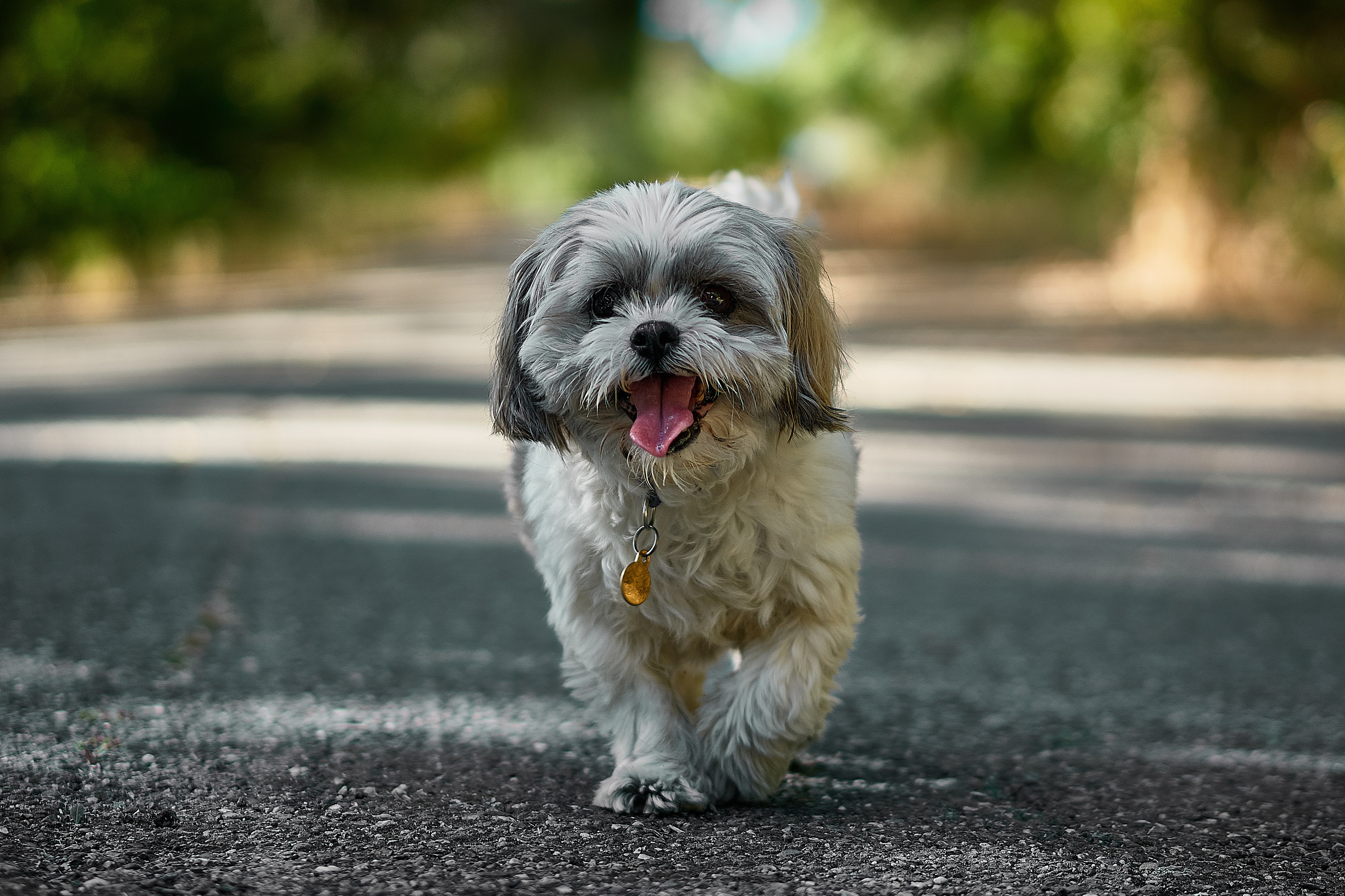 race de chien