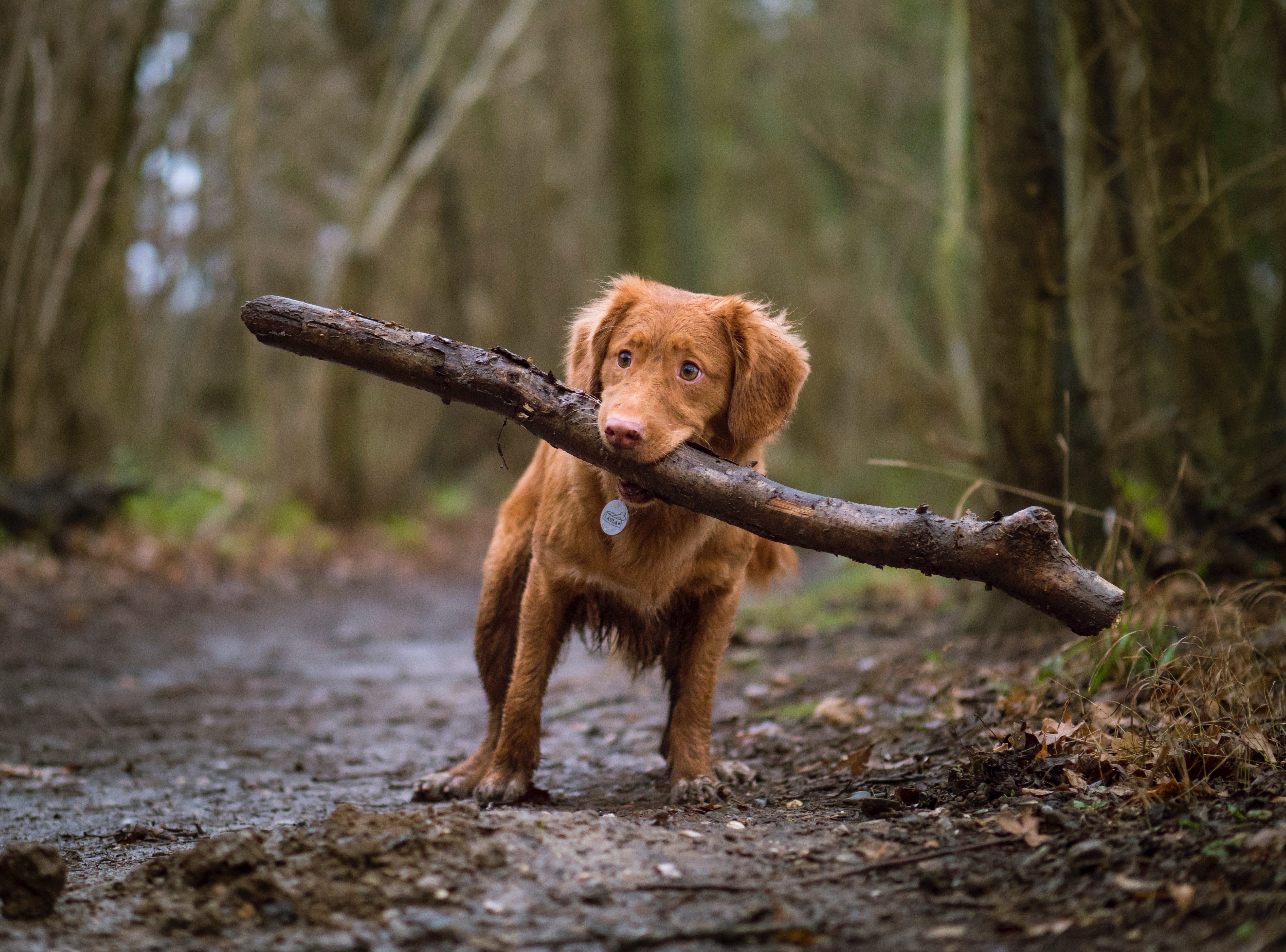 toiletteur pour chien