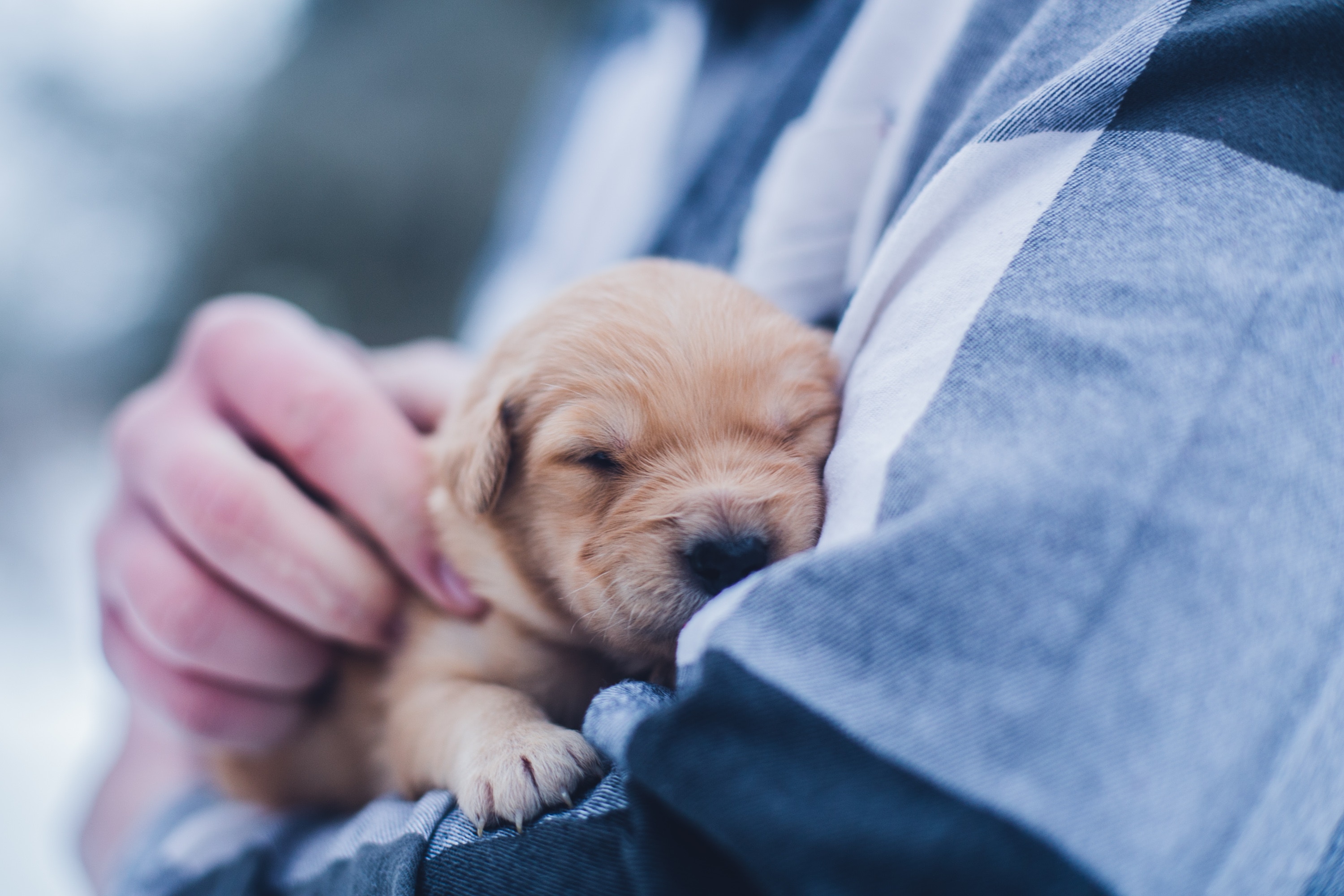 vaccins obligatoires pour chien