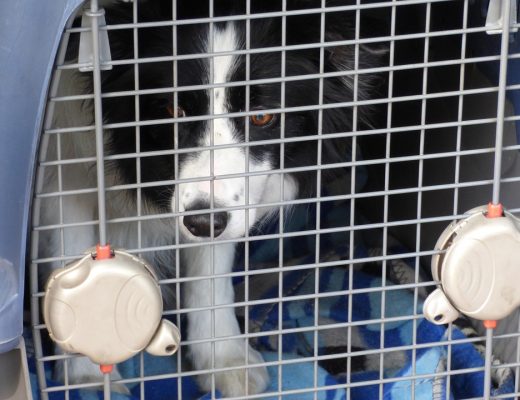 cage de transport chien