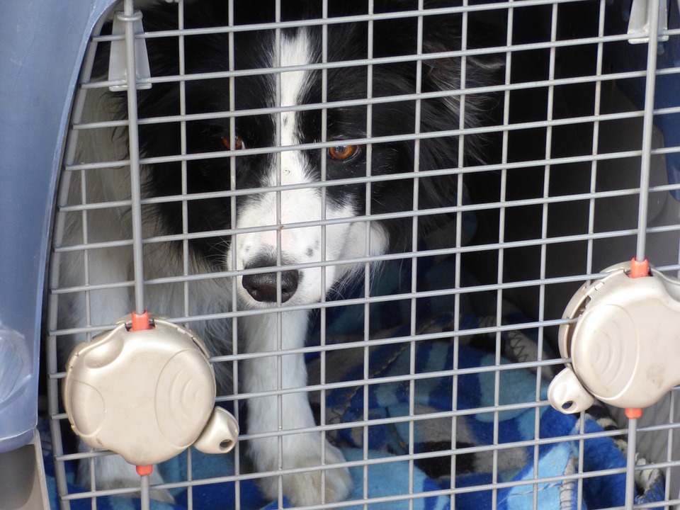 cage de transport chien