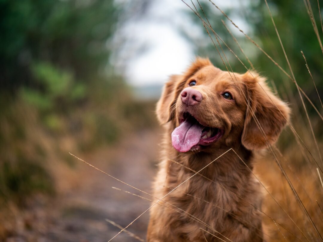 Puce électronique pour chien