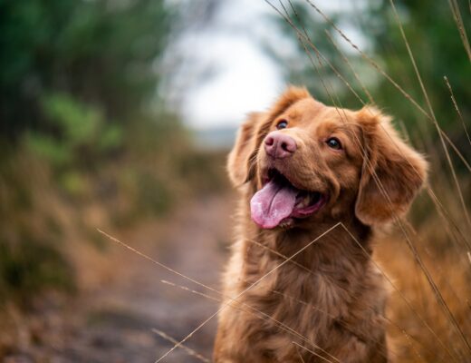 Puce électronique pour chien