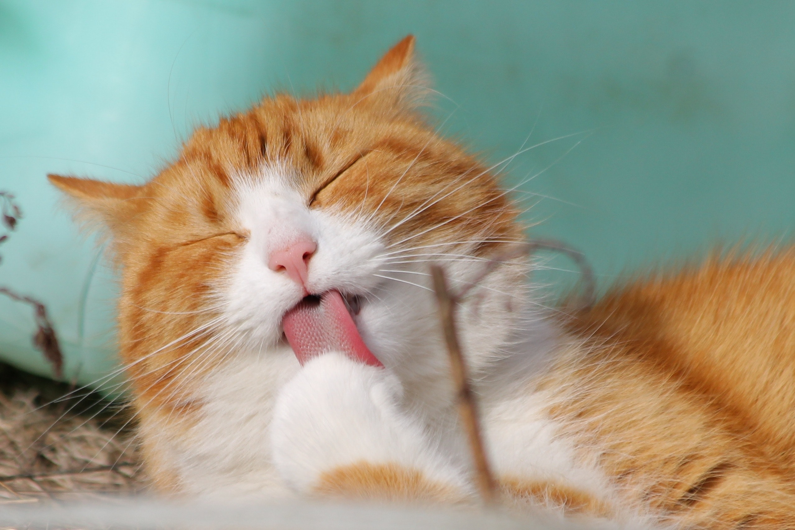 Astuces pour éduquer son chat
